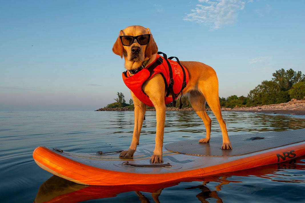 a dog stands on a paddleboard while wearing sunglasses and a pet PFD