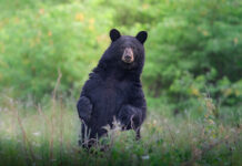 a black bear stands up and looks at the photographer, with potential for a problem encounter