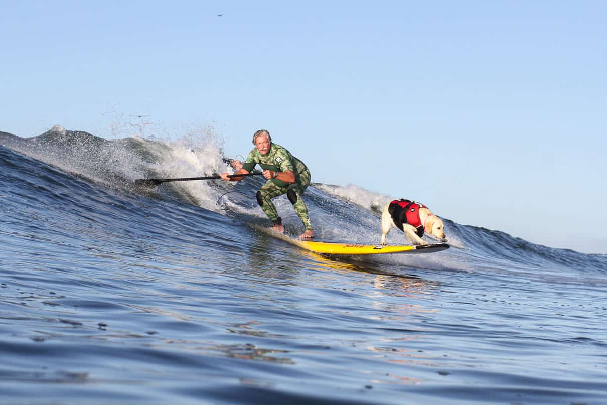 man uses paddleboard paddle to steer as Rippin' Rosie, SUP surfing dog, balances on the nose while they surf together