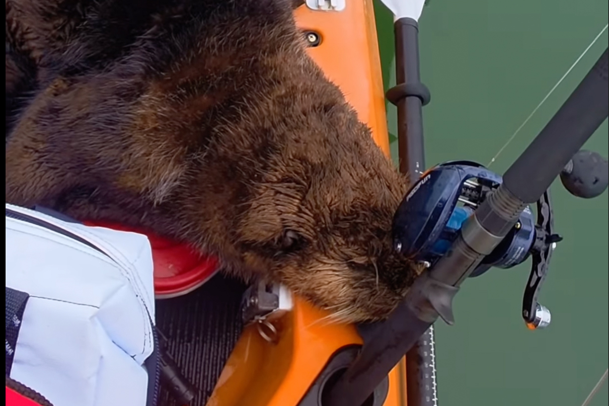 A friendly sea otter hitches a ride with a kayaker near Nanaimo, British Columbia