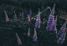 an old canoe filled with flowing lupins